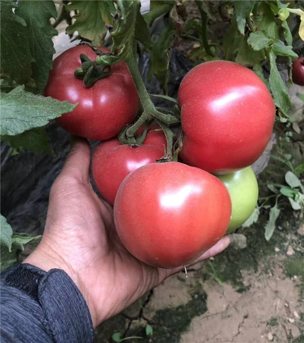 悦蔬金粉王口感番茄